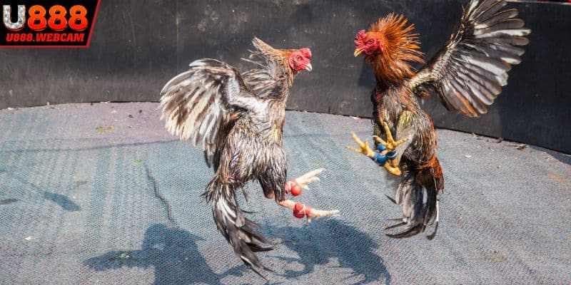 3 giống kê tham gia đá gà cựa sắt