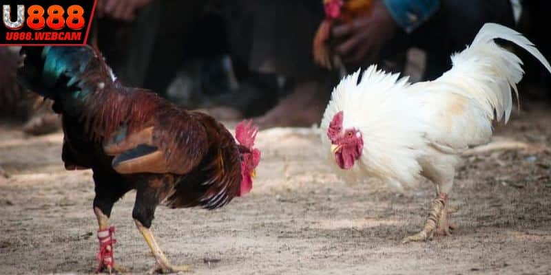 Bí kíp cược đá gà Thomo nhanh chóng phát tài
