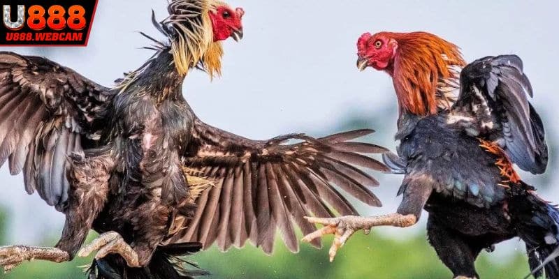 Bỏ túi ngay bí quyết chơi đấu kê hiệu quả nhất hiện nay