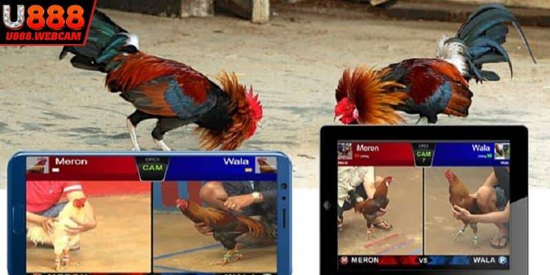 Các loại hình chọi gà trực tuyến hấp dẫn hiện nay