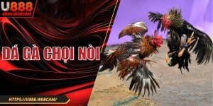 Đá Gà Chọi Nòi U888| Bí Quyết Thắng Đậm Mọi Đối Thủ
