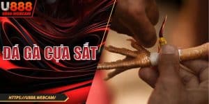 Đá Gà Cựa Sắt U888| Hình Thức Chọi Kê Khốc Liệt Bậc Nhất