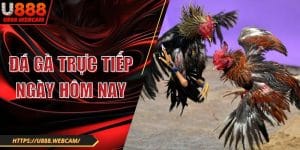 Đá Gà Trực Tiếp Ngày Hôm Nay U888 - Đỉnh Cao Kịch Tính