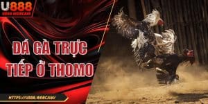 Đá Gà Trực Tiếp Ở Thomo Hấp Dẫn Với Kèo Xanh Chín