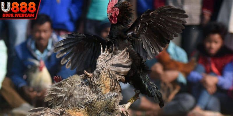 Đá gà trực tiếp Thomo cung cấp kèo hấp dẫn