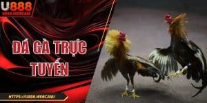 Đá Gà Trực Tuyến - Theo Dõi Chiến Kê Rinh Thưởng Khủng
