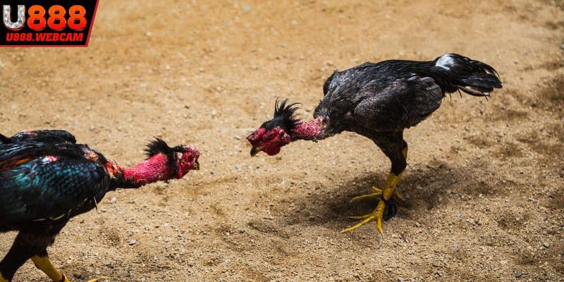 Mẹo cược đá gà chọi nòi hiệu quả