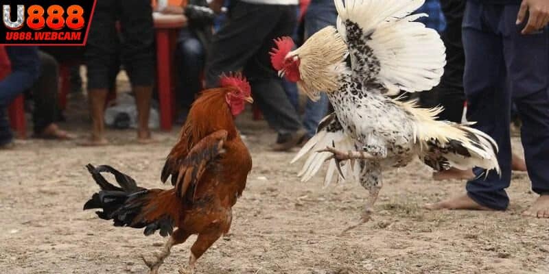 Tổng quan về đá gà trực tiếp ở Thomo